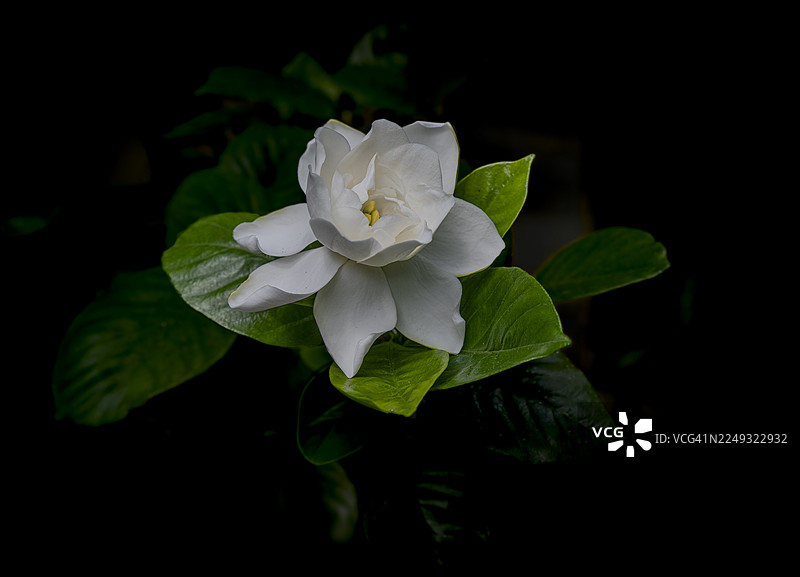 盛开的栀子花，叶子环绕着背景中深绿色的叶子。图片素材