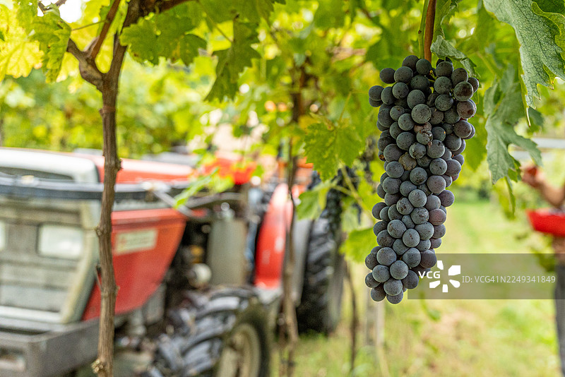 采摘葡萄图片素材
