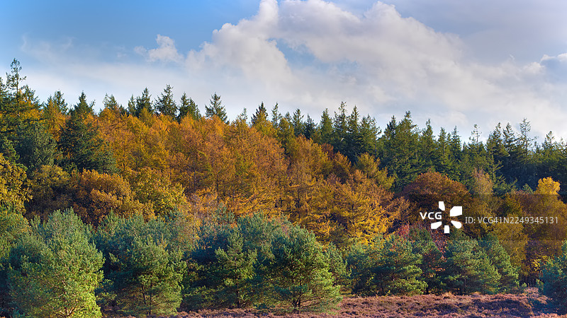 阿珀尔多伦和洛嫩附近的齐尔芬斯海德的秋叶图片素材