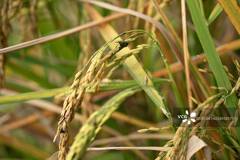 泰国茉莉香米和成熟稻谷遭受绿穗病（Ustilaginoidea virens (Cke.)）侵染，准备收获图片素材