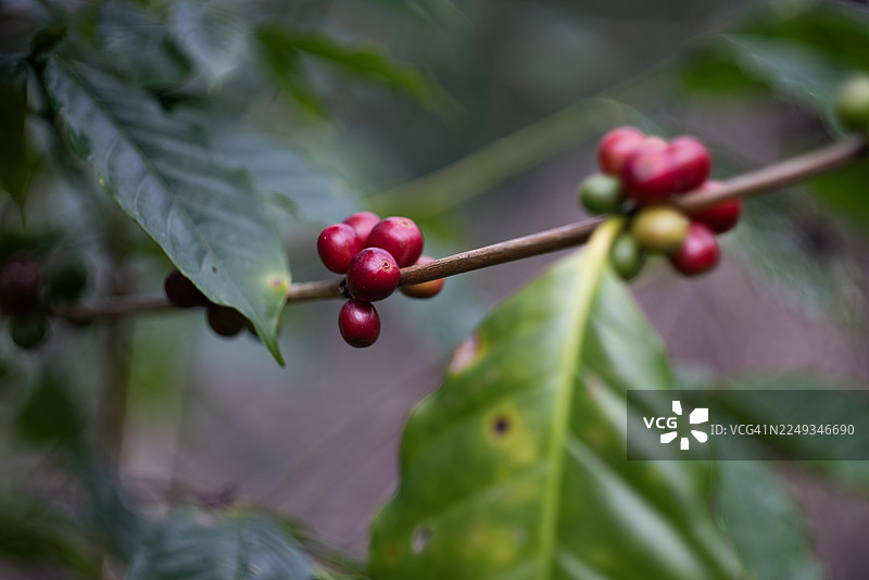 泰国北部清莱府，彭功高地，海拔1400-1500米的高山森林中，近距离拍摄的阿拉比卡咖啡红色果实。图片素材