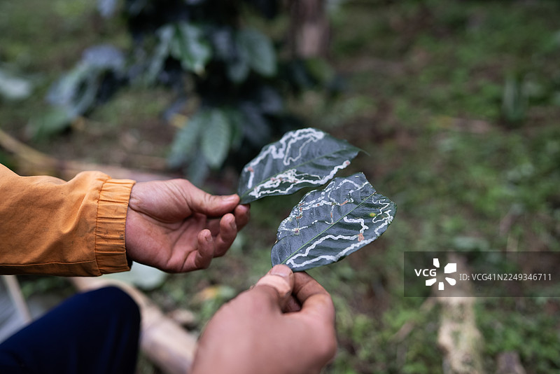 特写：一只手正在采摘被虫害侵袭的阿拉比卡咖啡叶。图片素材