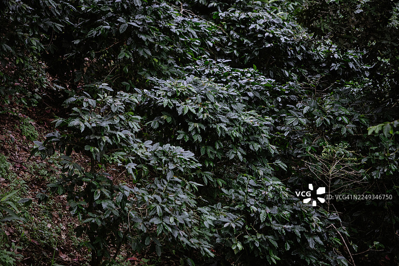 大树下绿色森林中近距离拍摄的阿拉比卡咖啡豆图片素材