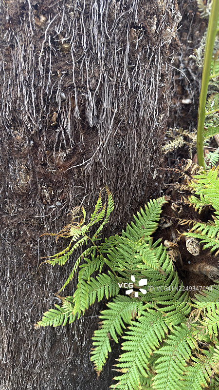 澳大利亚树蕨特写图片素材