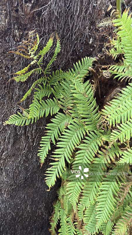 澳大利亚桫椤特写图片素材