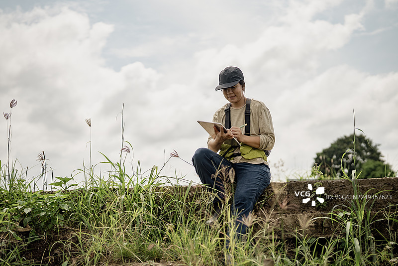 亚洲女性农民或农业研究员在绿色的稻田里，在晴朗的天空下观察作物并用数字平板电脑记录数据。图片素材
