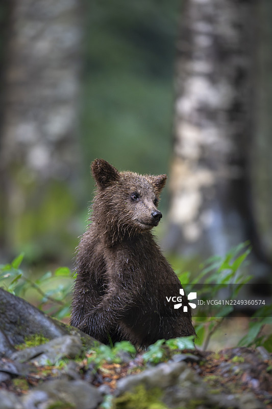 欧洲棕熊（Ursus arctos arctos），森林中的幼年动物，斯洛文尼亚诺特兰斯卡地区图片素材