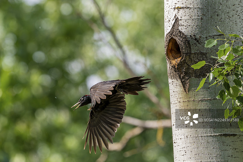 黑啄木鸟（Dryocopus martius）雄鸟接近树洞，准备哺育幼鸟，地点：蒂萨阿尔帕尔，匈牙利图片素材