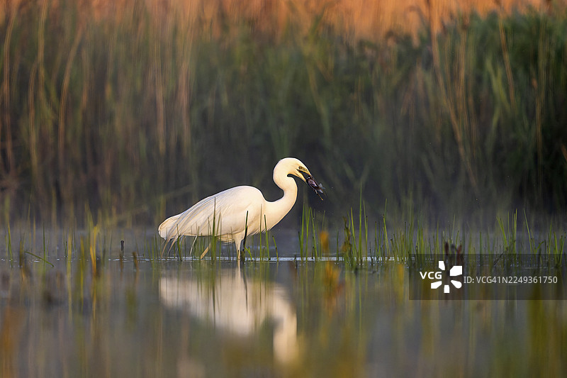 大白鹭（Casmerodius albus），鸟，在水中，嘴里叼着鱼，晨光，塞尔维亚苏博蒂察图片素材