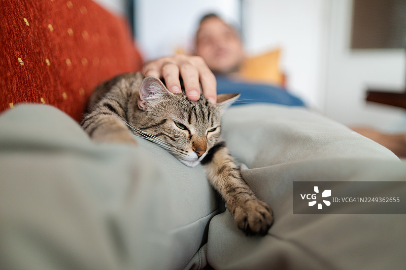 猫咪依偎在腿上的温馨居家时刻图片素材