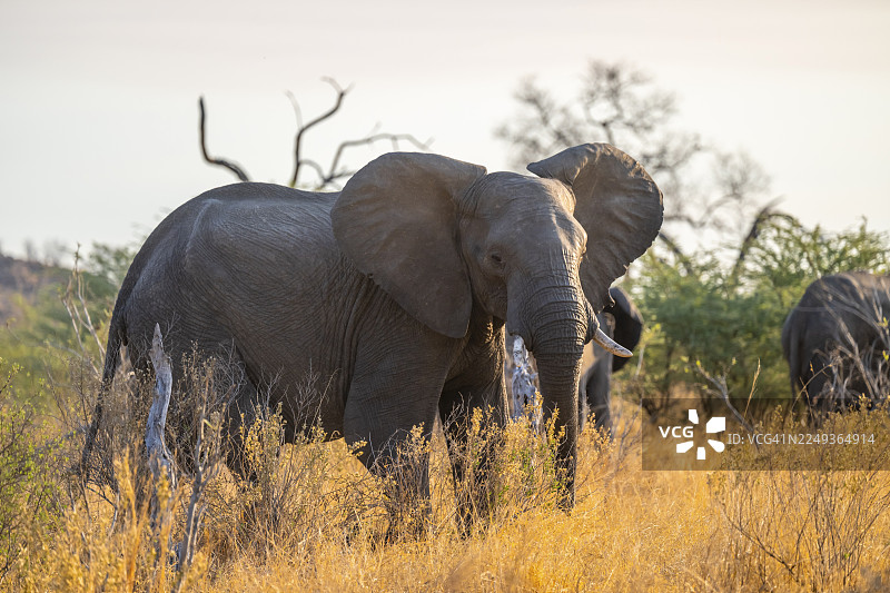 非洲象（Loxodonta africana），乔贝国家公园萨武蒂地区，博茨瓦纳图片素材