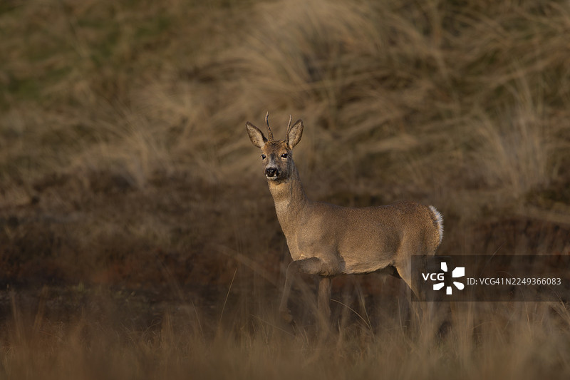 在傍晚夕阳的最后一缕光中，一只欧洲狍子（Capreolus capreolus）察觉到了另一只鹿，沙丘景观，眼睛，丹麦图片素材