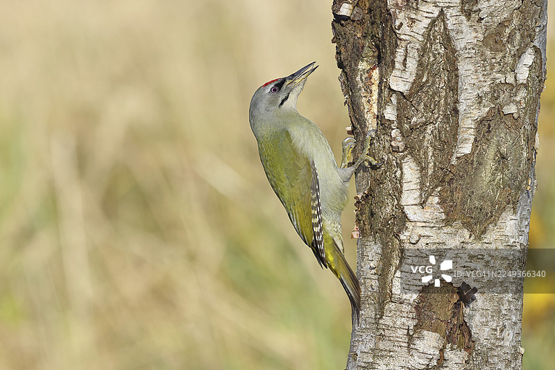 灰啄木鸟（Picus canus）雄鸟栖息在灰桦树（Betula populifolia）的树干上，野生动物，啄木鸟，鸟类，自然摄影，德国北莱茵-威斯特法伦州威尔恩斯多夫图片素材
