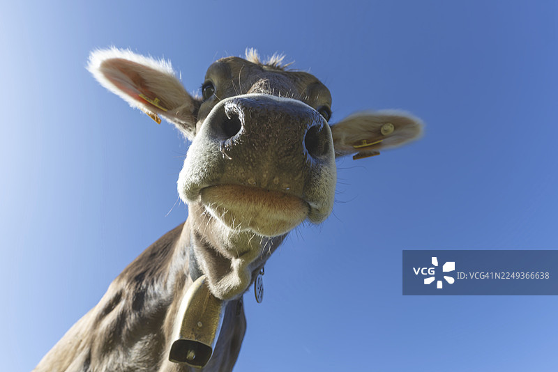 好奇的阿尔高褐牛，（原牛，牛亚种），阿尔高，巴伐利亚，德国图片素材