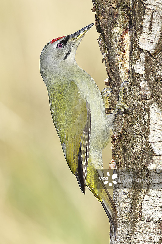 灰啄木鸟（Picus canus）雄鸟栖息在灰桦树（Betula populifolia）的树干上，野生动物，啄木鸟，鸟类，自然摄影，德国北莱茵-威斯特法伦州栋多夫图片素材