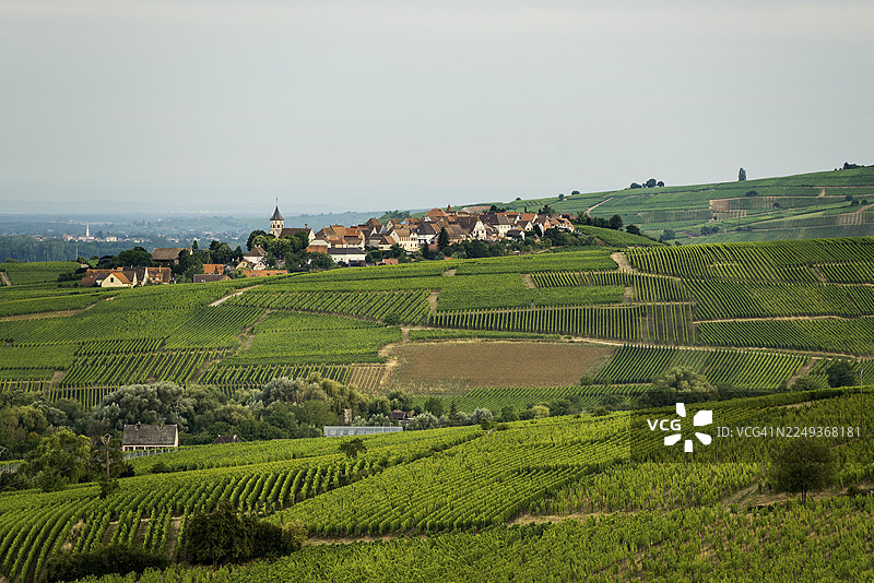葡萄园中的风景如画的村庄，泽伦贝格，上莱茵，阿尔萨斯，法国图片素材