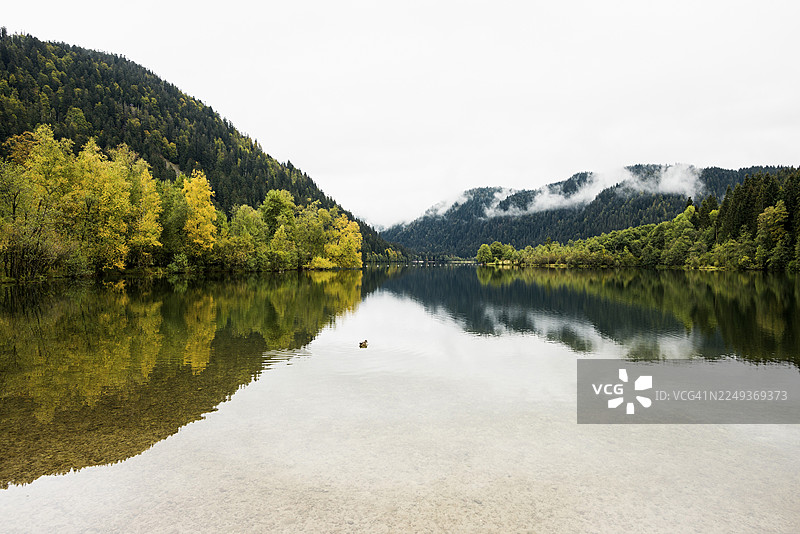 秋日风景如画的山间湖泊，位于法国孚日省科尔普-隆日默的隆日默湖图片素材