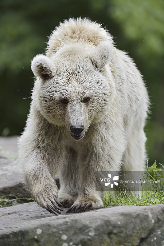 叙利亚棕熊（Ursus arctos syriacus），分布于高加索地区，圈养，德国图片素材