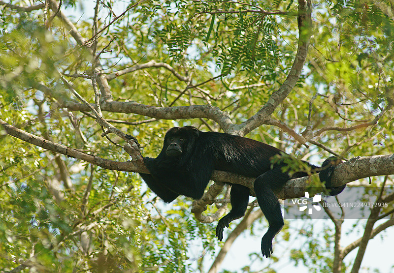 黑吼猴（Alouatta）雄性，潘塔纳尔，内陆，湿地，联合国教科文组织生物圈保护区，世界遗产，湿地生境，南马托格罗索，巴西，南美洲图片素材