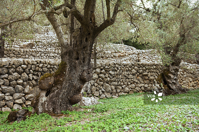 西班牙巴利阿里群岛马略卡岛的橄榄林石墙图片素材