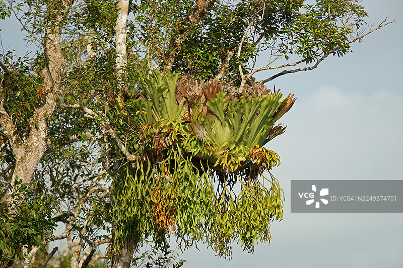 鹿角蕨 (Platycerium)，附生于树上，印度尼西亚图片素材