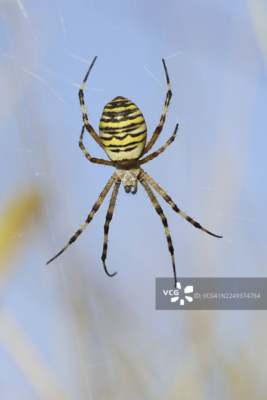 黄蜂蜘蛛（Argiope bruennichi），雌性在网上，德国北莱茵-威斯特法伦州图片素材