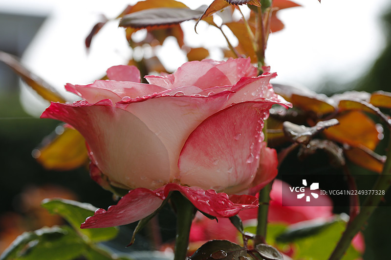 玫瑰（蔷薇属），栽培玫瑰，白色和红色的花朵，叶子，花园，花卉，植物，水滴，雨滴，罗伊特林根，巴登-符腾堡州，德国图片素材