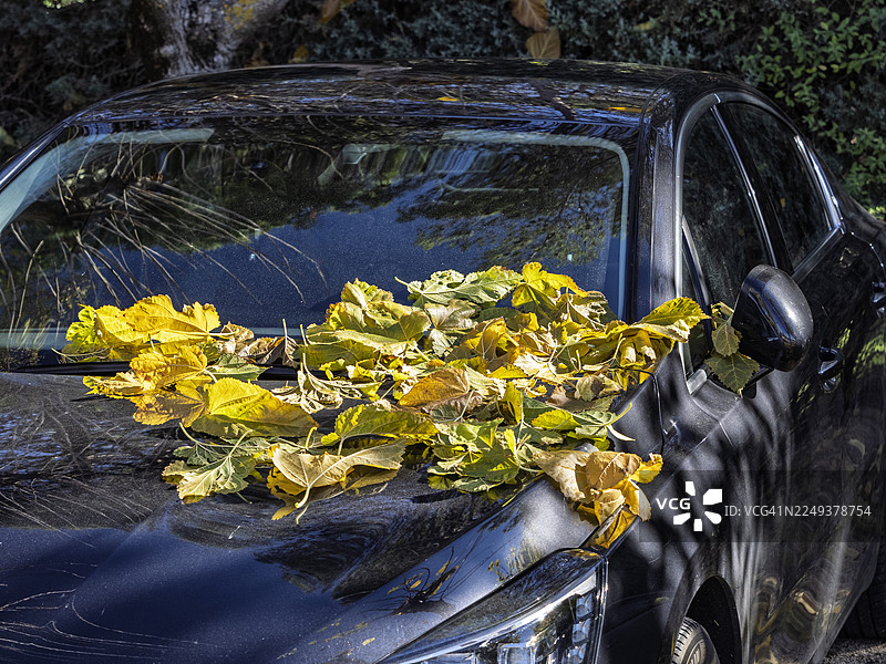 秋天，一辆汽车停在树下的街道上，落叶覆盖在引擎盖上。图片素材