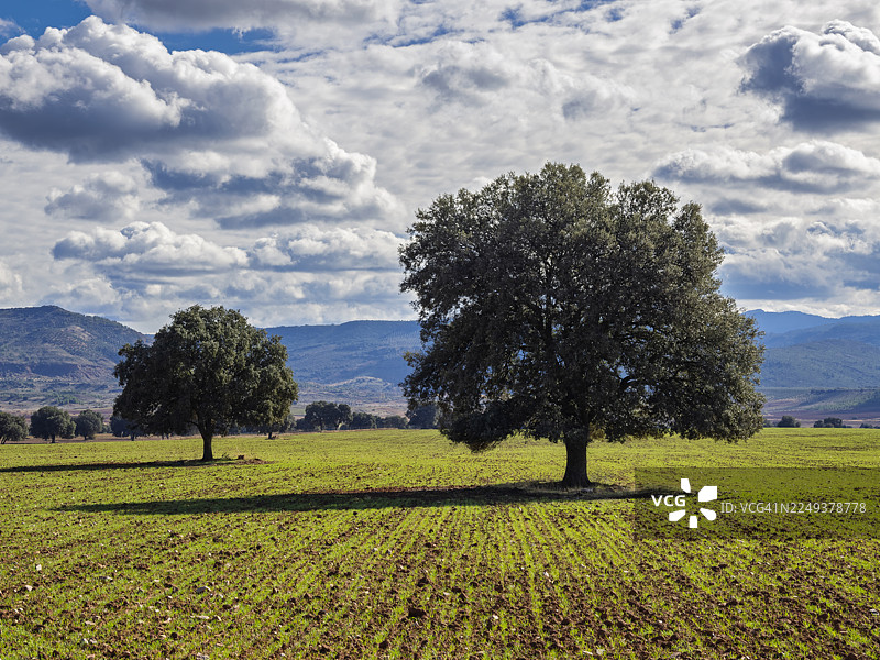 秋季播种小麦的农田景观，点缀着几棵巨大的冬青栎树。图片素材