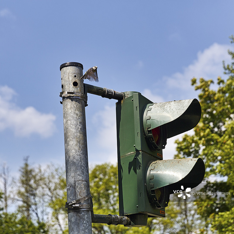 蓝冠山雀 (Cyanistes caeruleus) 在交通信号灯中筑巢繁殖,不寻常的巢穴,适应性,适应,埃克斯特塔尔,利珀贝格兰,条顿堡森林自然公园,下萨克森州,德国图片素材