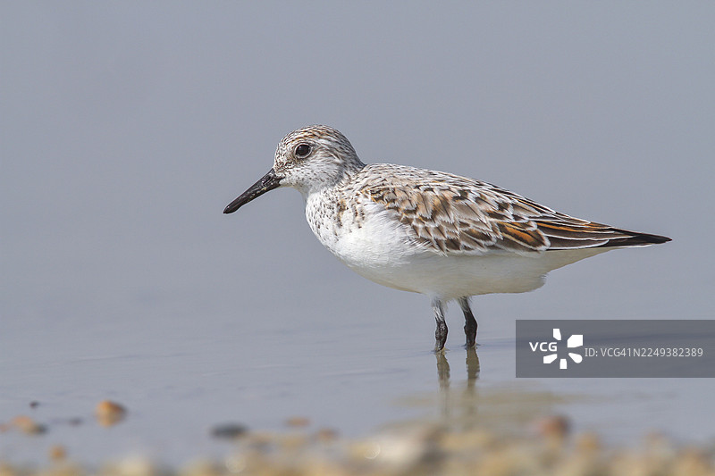 鹬(学名:Calidris alba),站在浅水中的鸟类,野生动物,自然摄影,涉禽,候鸟,阿佩尔顿,新锡德尔湖,布尔根兰,奥地利图片素材