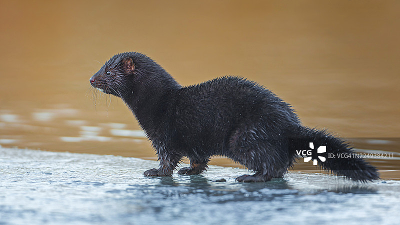 美国水貂（Neogale vison）冬季在水中冰面上觅食，新区域，来自皮草养殖场的逃逸个体，德国萨克森-安哈尔特州中部易北河生物圈保护区图片素材