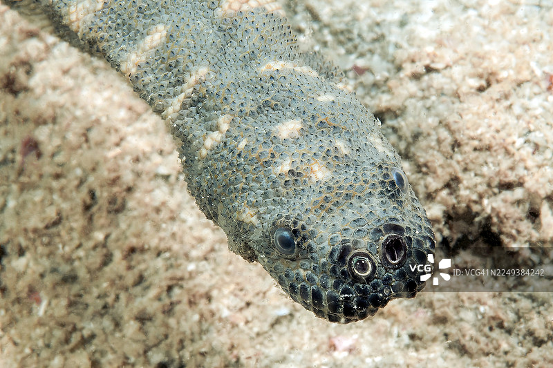 糙鳞海蛇(Acrochordus granulatus)头部特写,一种鼻孔巨大的水蛇,拍摄于太平洋、菲律宾海、宿务的莫阿尔博阿尔,菲律宾图片素材