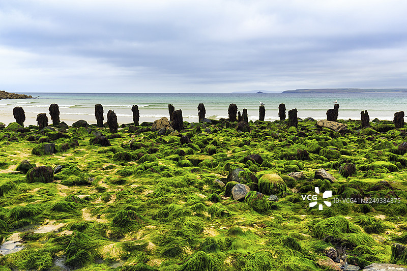巨石、海藻、海藻、科兹威湾至戈德雷维的海岸线景观，西康沃尔，英格兰，英国图片素材