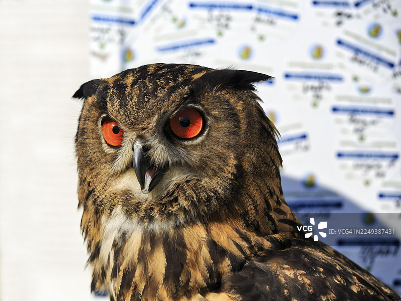 孟加拉雕鸮（Bubo bengalensis），警觉的凝视，圈养，鸟类公园，贝勒贝克猛禽观测站，代特莫尔德，北莱茵-威斯特法伦州，德国图片素材