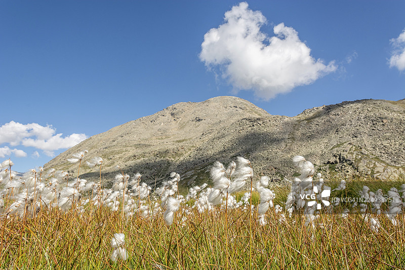 意大利瓦莱达奥斯塔大帕拉迪索国家公园山谷中，阿尔卑斯山上的棉花草草甸。瓦尔萨瓦兰切。图片素材