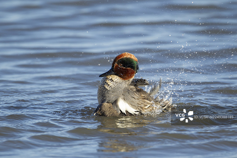 普通棉鸭（Anas crecca）成鸟雄性在英格兰湖中沐浴，英国图片素材