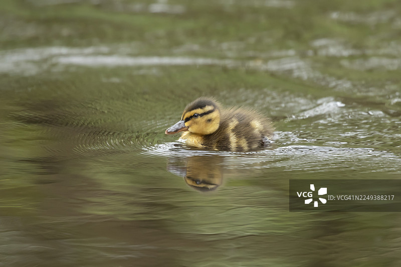 野鸭（Anas platyrhynchos）幼鸟在英国湖中图片素材