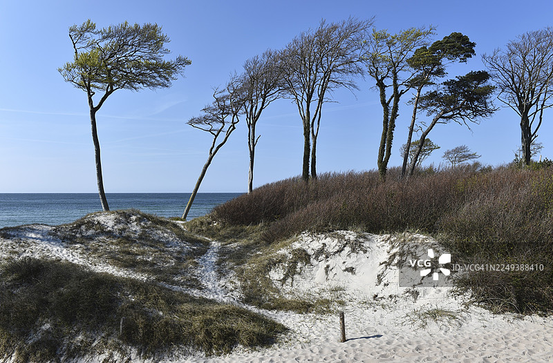 波罗的海上的风筝冲浪者，达尔斯，西海滩，梅克伦堡-前波美拉尼亚，德国图片素材