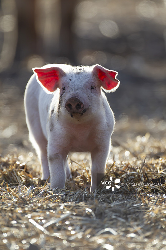 英格兰，英国，夏季田野里可爱的家猪（Sus scrofa domesticus）幼崽图片素材