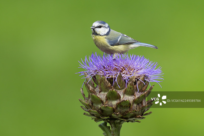 英国英格兰夏季，一只蓝冠山雀（Cyanistes Caeruleus）成鸟停在花园的朝鲜蓟蓟花上。图片素材