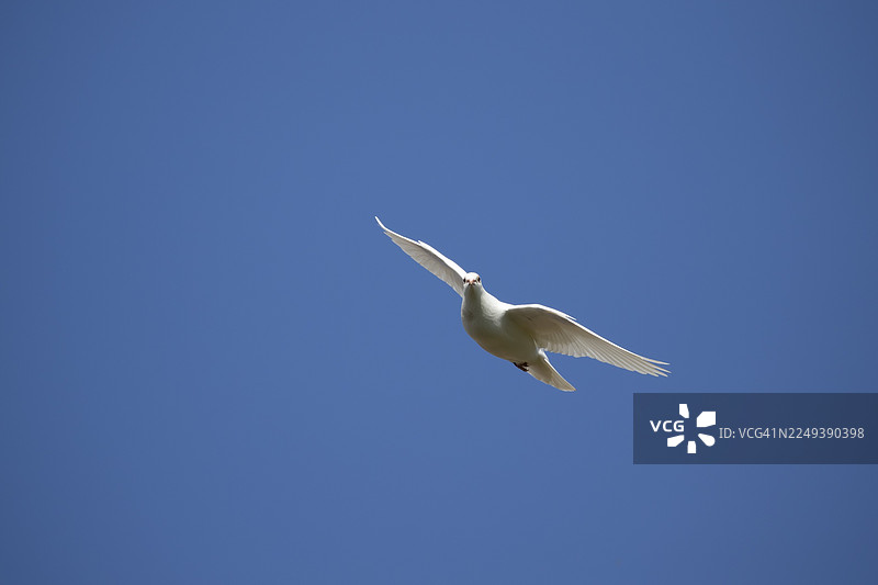 一只成年家鸽（Columba livia domestica）在英国英格兰飞翔图片素材