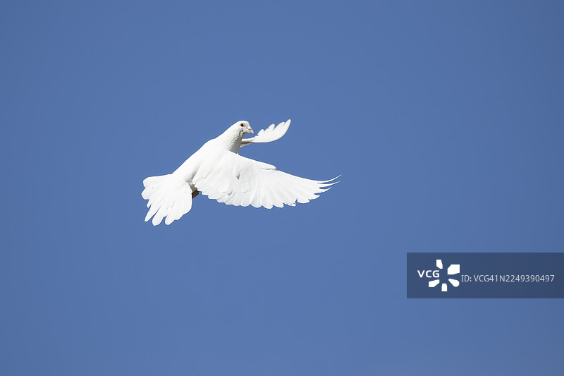 一只成年家鸽（Columba livia domestica）在英国英格兰的蓝天中飞翔图片素材
