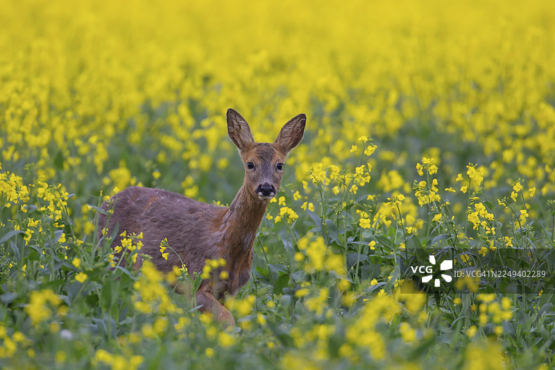 夏日英国英格兰农田里，一只成年雌性欧洲狍（Capreolus capreolus）在油菜花田中图片素材