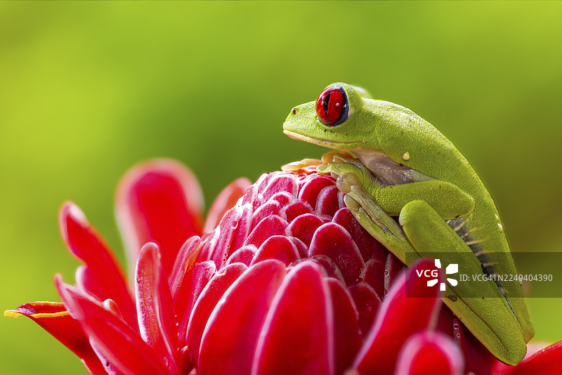 红眼树蛙（Agalychnis callidryas），青蛙（Rana），哥斯达黎加图片素材