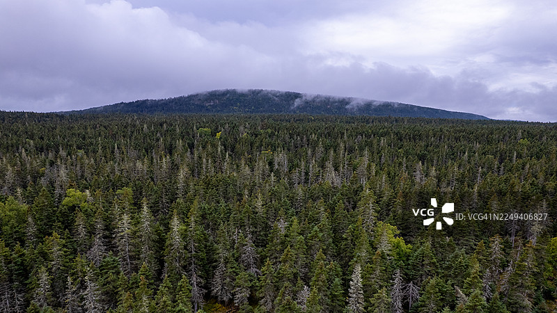从空中俯瞰北方森林，混合着绿色的针叶树和覆盖着白色地衣的枯树，长满苔藓的地面，倒下的原木，加拿大马克思蒂国家公园的自然荒野景观，安提科斯蒂岛图片素材