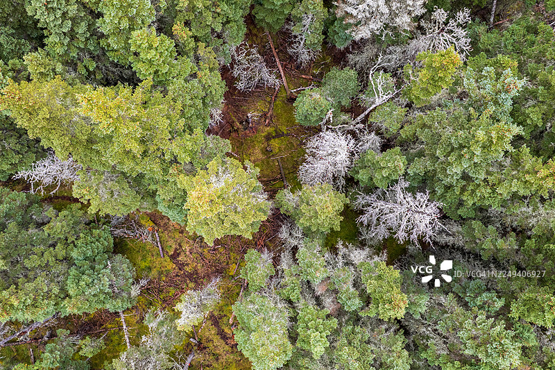 从空中俯瞰北方森林，绿色针叶树与覆盖白色地衣的枯树交织，苔藓覆盖的地面，倒下的原木，构成魁北克省马加斯蒂省立公园的自然荒野景观图片素材