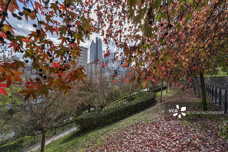 透过树叶看现代伊斯坦布尔图片素材