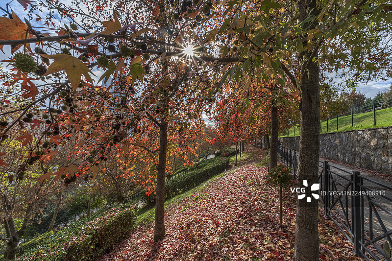 伊斯坦布尔乌姆拉尼耶区公园里的秋日树冠阳光穿透图片素材