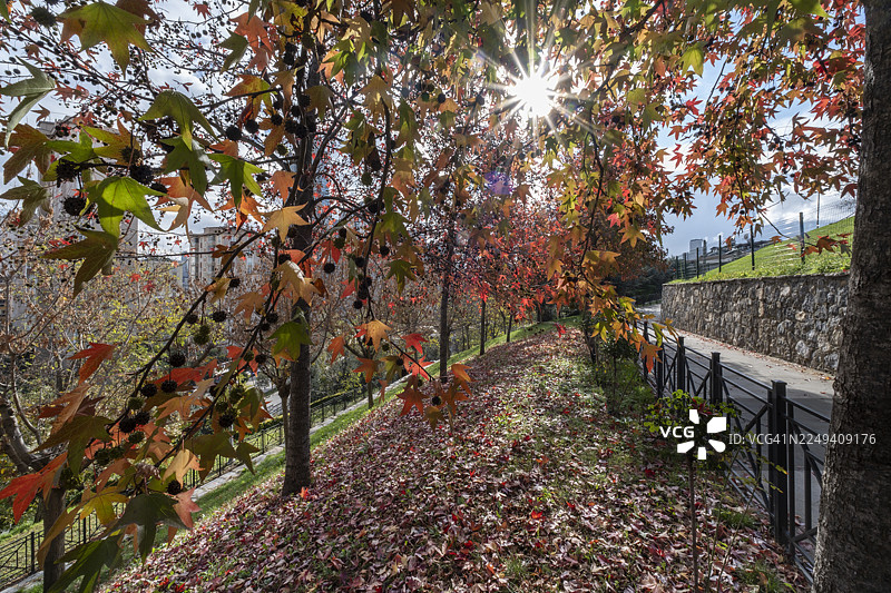 伊斯坦布尔于姆拉尼耶区公共公园里，秋日小径沐浴在阳光中图片素材